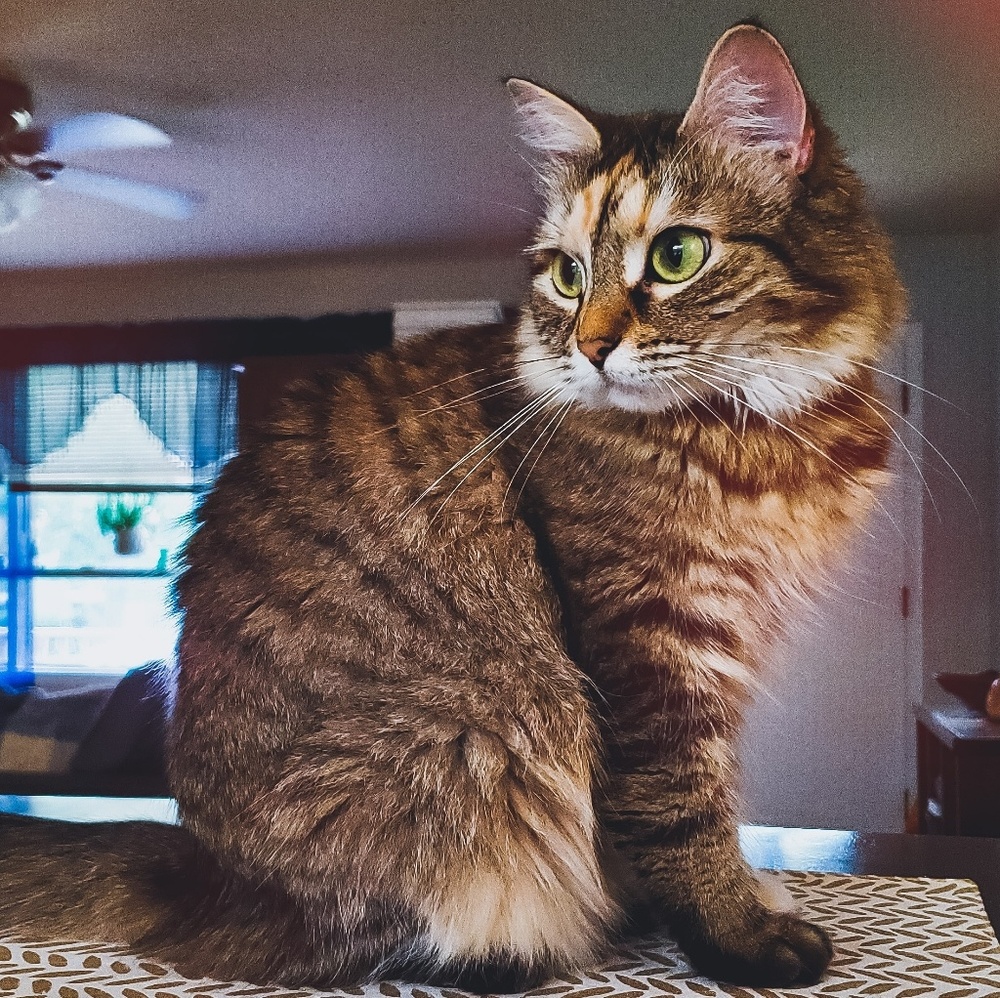 Say hi to Miss Mocha!